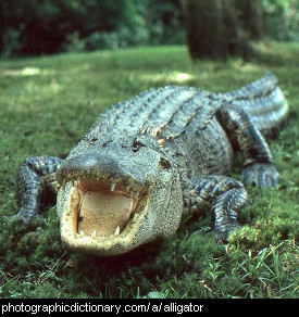 Photo of an alligator