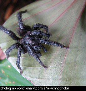 Photo of a hairy scary spider