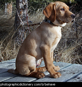 Photo of a well behaved dog