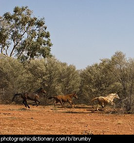 Photo of brumbies