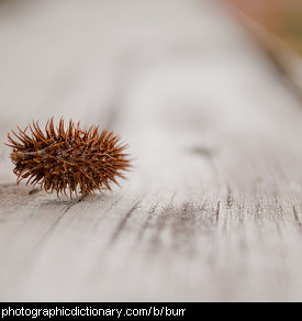 Photo of a burr