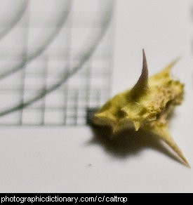 Photo of a caltrop seed head