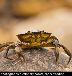 Photo of a crab