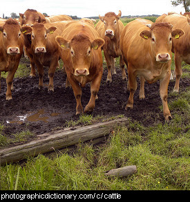 Photo of cattle