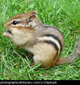 Photo of a chipmunk