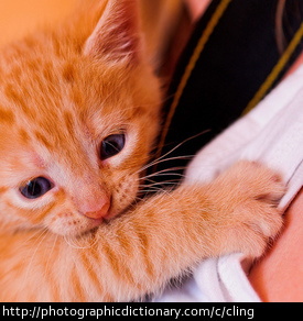 A kitten clinging to a person.