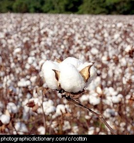 Photo of cotton plants