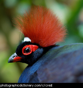 Photo of a crested bird