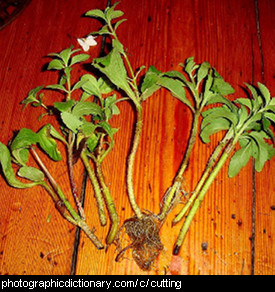 Photo of some plant cuttings