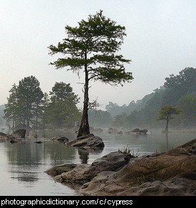 Photo of a cypress tree