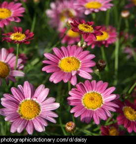 Photo of daisies