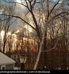 Photo of a deciduous tree