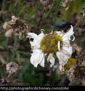 Photo of dying flowers