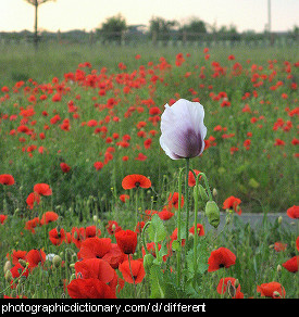 Photo of a very different flower in a field of similar ones