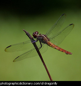 Photo of a dragonfly