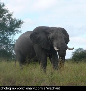 Photo of an elephant.