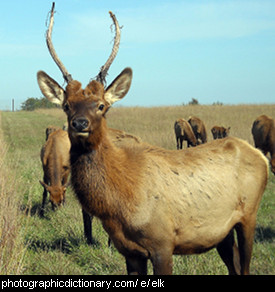 Photo of an elk