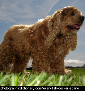 Photo of an English cocker spaniel