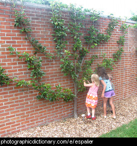 Photo of espaliered trees