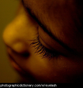 Photo of eyelashes