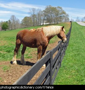 Photo of a horse looking over a fence