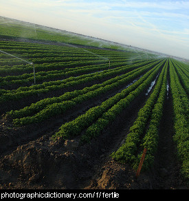 Photo of a fertile field