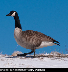 Photo of a gander.