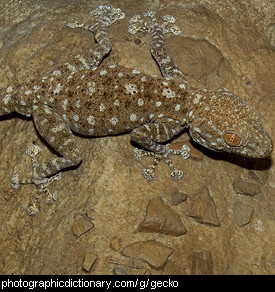 Photo of a gecko