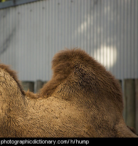 Photo of a camel's hump