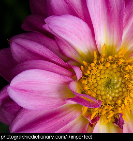 Photo of an imperfect flower