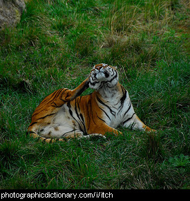 Photo of a tiger scratching its ear