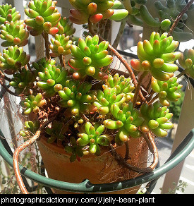 Photo of a jelly bean plant