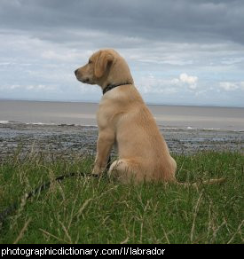 Photo of a labrador