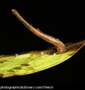 Photo of a leech