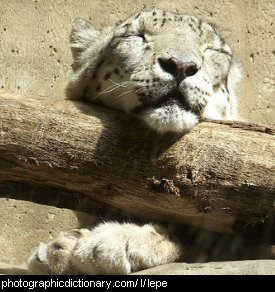 Photo of a leopard