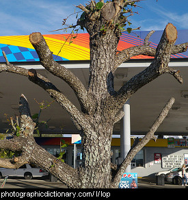 Photo of a lopped tree