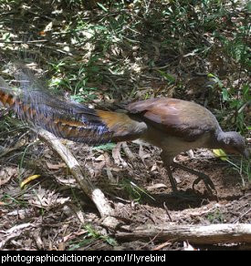 Photo of a lyrebird