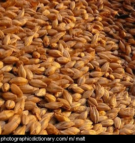 Photo of malted barley