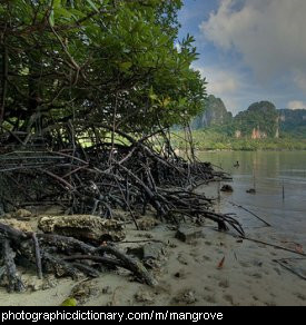 Photo of mangroves