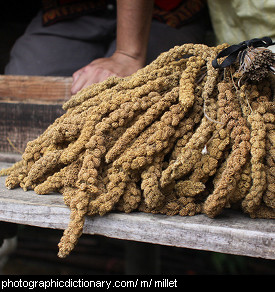 Photo of millet seed heads