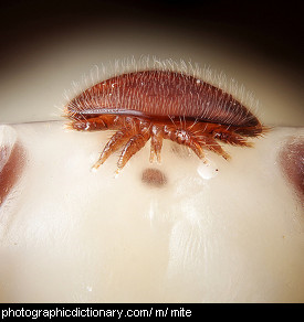 Photo of a mite on a bee's head