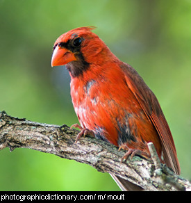 Photo of a moulting bird.