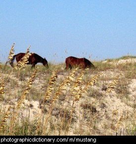 Photo of wild mustangs