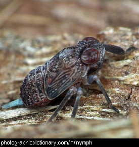 Photo of a nymph