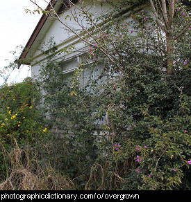 Photo of an overgrown garden