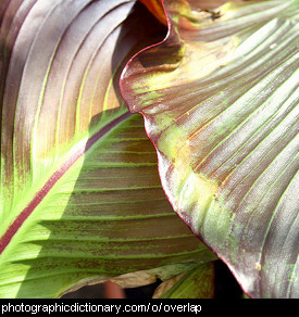 Photo of two overlapping leaves