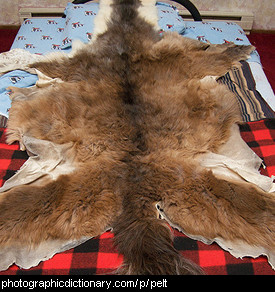 Photo of a llama pelt