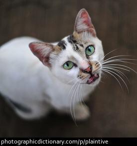 Photo of a plaintive cat