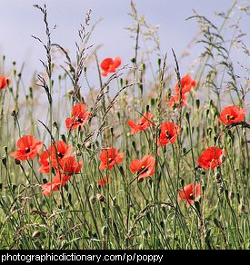 Photo of poppies