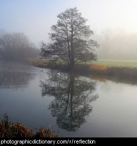 Photo of a tree and its reflection